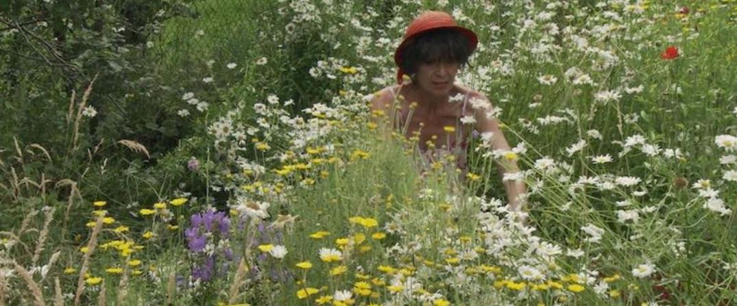 Dis-moi où sont les fleurs