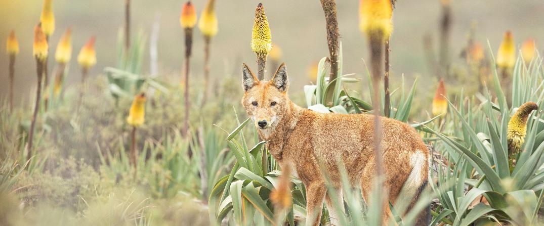 Le secret du loup d'Éthiopie
